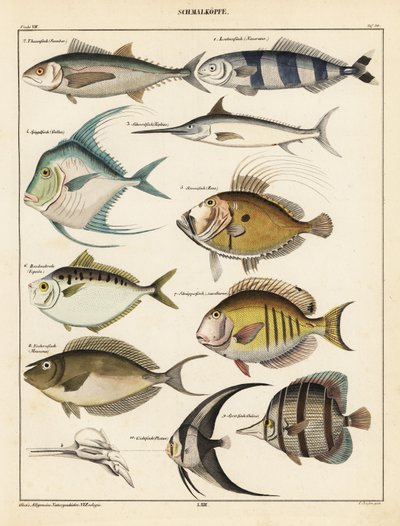 Variedades de peixes.,1841 (litografia) de Unbekannter Künstler