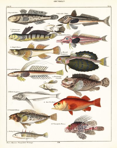 Variedades de peixes.,1841 (litografia) de Unbekannter Künstler