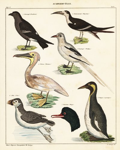 Variedades de aves marinhas. ,1841 (litografia) de Unbekannter Künstler