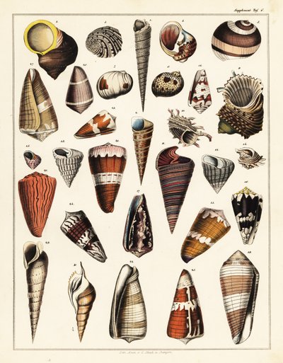 Variedades de conchas, moluscos.,1841 (litografia) de Unbekannter Künstler
