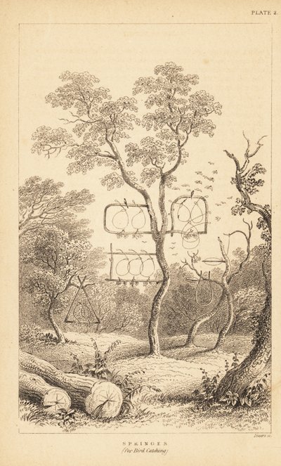 Variedades de armadilhas de arame para a captura de aves. 1889 (gravura) de Unbekannter Künstler