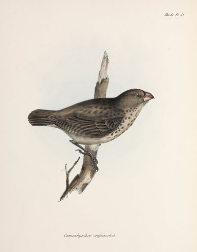 Vegetariano Finch, Ilhas Galápagos, c 1832-1836 de Unbekannt