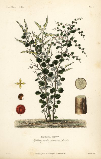 Velvet-leaf or abuta, Cissampelos pareira, Pareira brava de Unbekannt