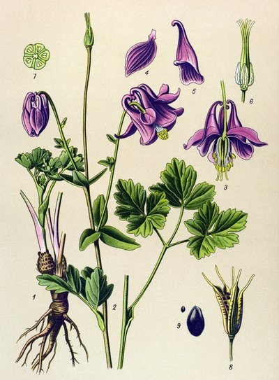 Planta venenosa (tóxica): Ancólia comum (Aquilegia vulgaris) de Unbekannter Künstler