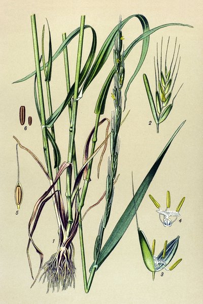 Planta venenosa (tóxica): palha intoxicante (Lolium temulentum) de Unbekannter Künstler