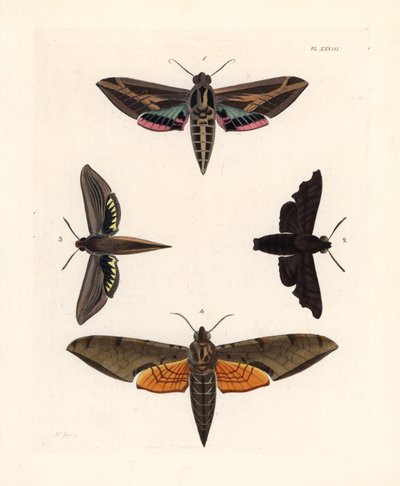 Traça-esfinge da videira, Eummorpha vitis 1, esfinge lúgubre, Enyo lugubris 2, esfinge tersa, Xylophanes tersa 3, e esfinge raiada, Proambulyx strigilis 4. Litografia colorida à mão da nova edição de John O. Westwood da obra de Dru Drury "Illustrations of  de Unbekannter Künstler