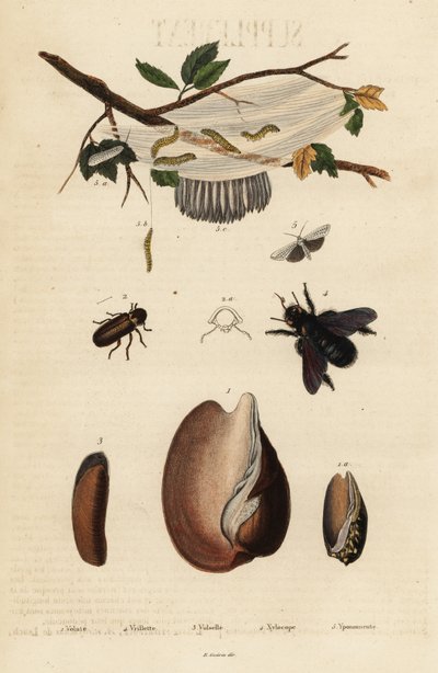 Voluta, besouro, abelha de carpinteiro e mariposa. de Unbekannter Künstler