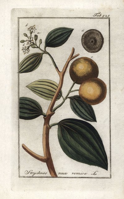 Vomiker (Strychnis nux-vomica). Litografia de "Afbeelding der Artseny-Gewassen" de Johannes Zorn (1739-1799), Países Baixos de Unbekannter Künstler