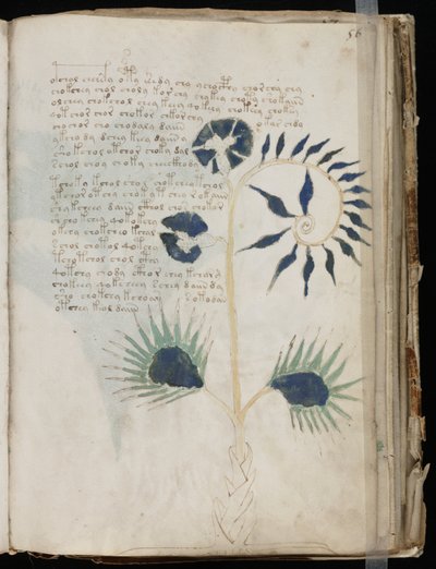 Voynich Manuscript folio 56r, c.1500 (tinta sobre pergaminho) de Unbekannt