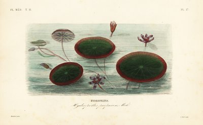 Escudo de água, Brasenia schreberi, Hydropeltis purpurea, Hydropeltis de Unbekannt