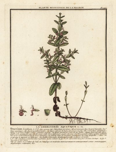 Germe de água, Teucrium scordium. de Unbekannter Künstler