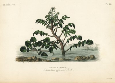 Agriões de água ou amarelos, Nasturtium officinale, Cresson de fontaine de Unbekannt