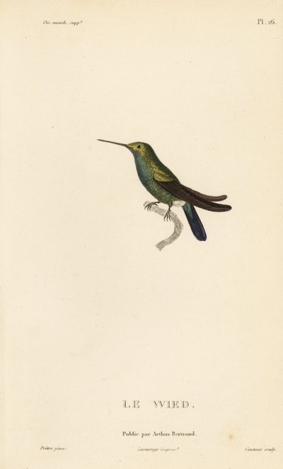 Colibri de Wed ou de Neuwied, Trochilus cyanogenys ou Ornismya wiedii. Gravura em metal aço colorida à mão por Coutant a partir de uma ilustração de Jean-Gabriel Pretre da História Natural do Género Colibri de Colibri, de René Primevere Lesson. de Unbekannter Künstler