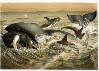 Baleias e Orcs, ilustrado a cores por W. Kuhnert em "Vita degli Animali" de A. E. Brehm, edição de 1893. de Unbekannt