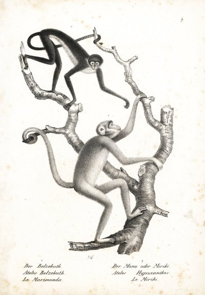 Macaco-aranha de barriga branca, Ateles belzebuth (em perigo), e muriqui do norte, Brachyteles hypoxanthus (Ateles hypoxanthus), criticamente em perigo. Litografia de Karl Joseph Brodtmann da História Natural Ilustrada dos Animais de Heinrich Rudolf Schinz de Unbekannter Künstler