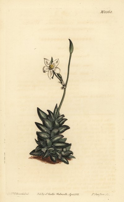 Anacampiros de flor branca, Anacampiros arachnoides de Unbekannt