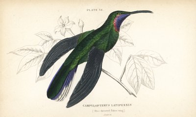 Sabre de cauda branca, Campylopterus ensipennis (Sabre de garganta azul, Trochilus latipennis). Gravura em metal aço colorida à mão por William Lizars da "Sir William Jardine