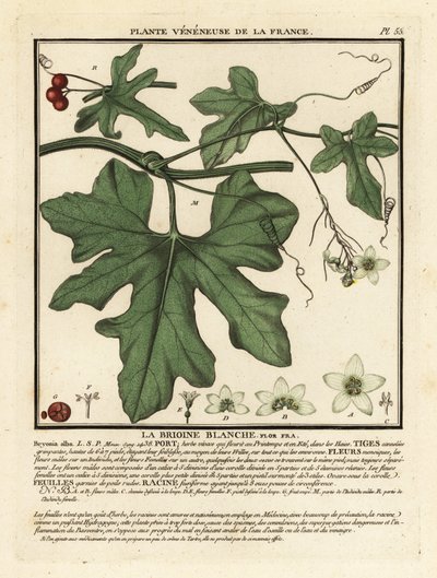 Bryonia alba, Bryonia alba. de Unbekannter Künstler