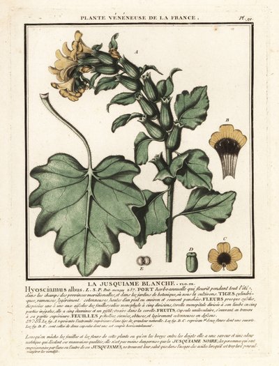 Galinha branca, Hyoscyamus albus. de Unbekannter Künstler