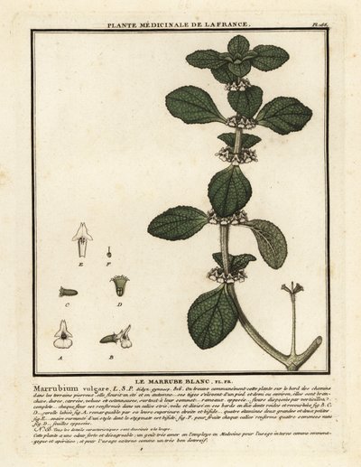Marroio branco, Marrubium vulgare. de Unbekannter Künstler