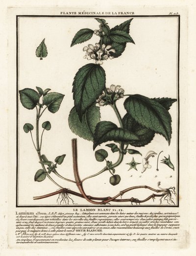 Urtiga branca, álbum Lamium. de Unbekannter Künstler
