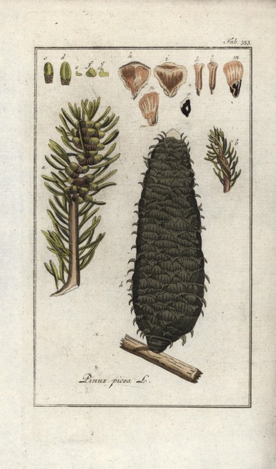 Abeto branco ou pectina ou abeto de Vosges (Abies alba). Litografia de "Afbeelding der Artseny-Gewassen" de Johannes Zorn (1739-1799), Países Baixos de Unbekannter Künstler