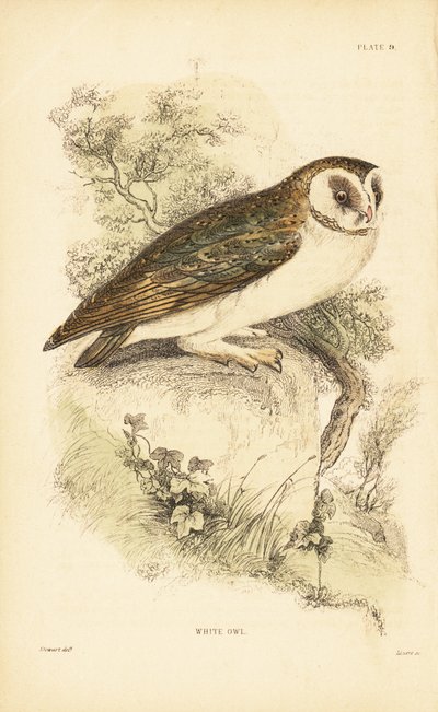 Coruja branca ou coruja de celeiro, Tyto alba, empoleirada em uma rocha. 1889 (gravura) de Unbekannter Künstler