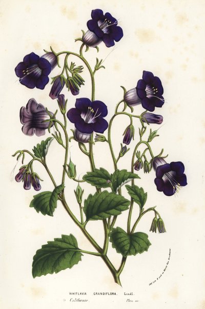Campainhas de Canterbury selvagens, Phacelia minor (Whitlavia grandiflora). Litografia colorida à mão da obra Flowers of the Gardens and Hothouses of Europe, de Louis van Houtte e Charles Lemaire, Flore des Serres et des Jardins de l
