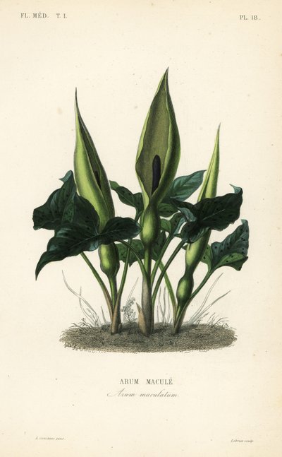 Arum maculatum, Arum maculatum, Arum macule, Arum maculatum de Unbekannt