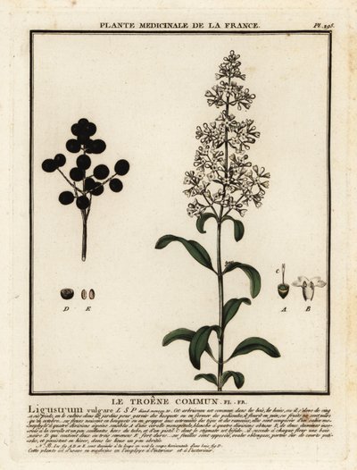 Ligustrum vulgare, Ligustrum vulgare. de Unbekannter Künstler