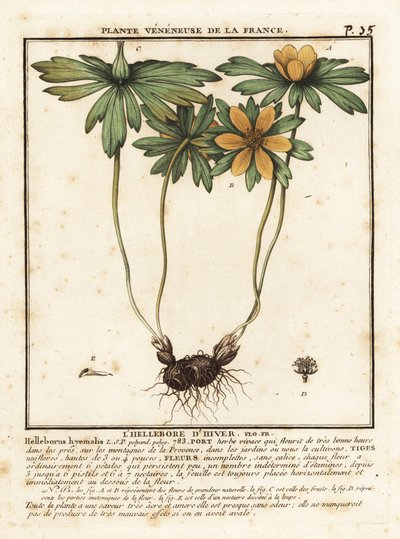 Aconita de Inverno, Eranthis hyemalis. de Unbekannter Künstler