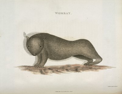 Wombat, Austrália, c 1798 de Unbekannt