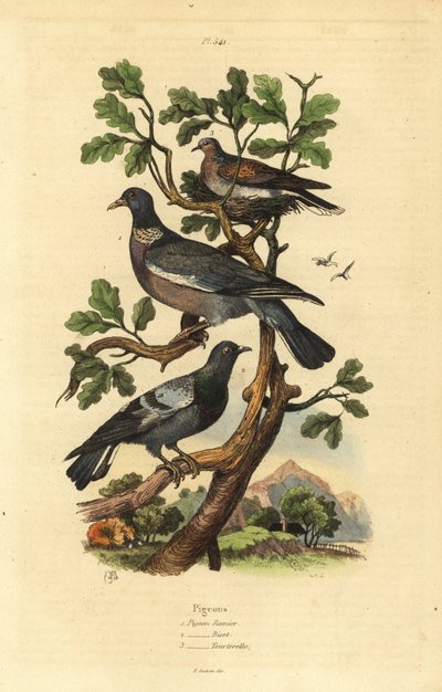 Pombo da floresta, Columba palumbus, pombo comum, Columba livia, e pomba tartaruga, Streptopelia risoria de Unbekannt
