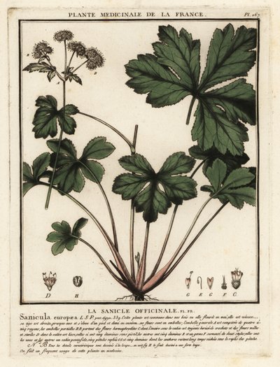 Sanicula de madeira, Sanicula europaea. de Unbekannter Künstler