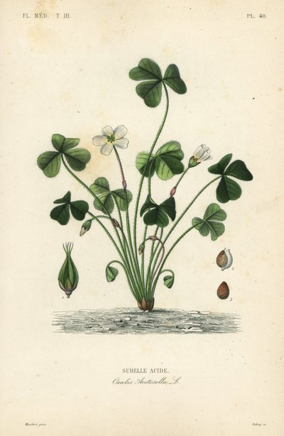 Sorrel de madeira, acetosella de Oxalis, acide de Surelle de Unbekannt