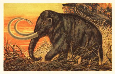 Woolly mammoth, Mammuthus primigenius.1908 (litografia) de Unbekannter Künstler