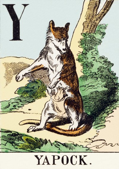 Y: Yapock - The Hunting Alphabet, c.1890 (gravura) de Unbekannt