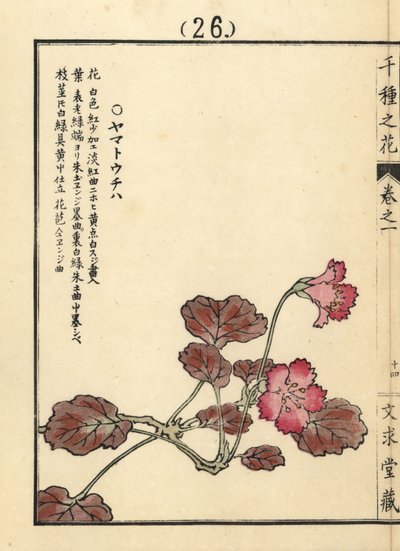 Yamato uchiwa ou iwakagami, Schizocodon soldanelloides, planta alpina japonesa. Gravura em xilogravura colorida à mão por Kono Bairei de Senshu no Hana (Mil Variedades de Flores), Bunkyudo, Quioto de Unbekannter Künstler