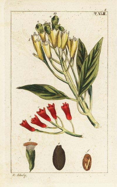 Especiaria de cravinho amarelo e vermelho, Syzygium aromaticum. de Unbekannter Künstler