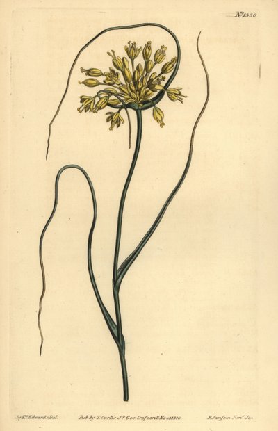 Alho amarelo, Allium flavum de Unbekannt