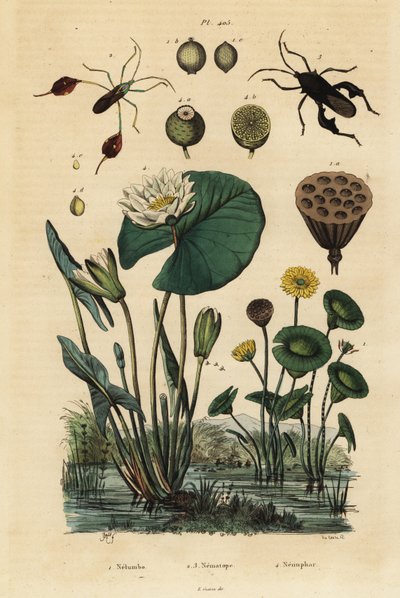Lótus amarelo, Nelumbo lutea 1, insectos com pés de folha, Anisoscelis foliaceus 2 e Anoplocnemis curvipes 3, e lírio branco de água, Nymphaea alba 4 de Unbekannt