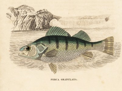 Perca amarela, Perca flavescens (Perca granulada, Perca granulata). Gravura em metal aço colorida à mão da Galeria de História Natural de Georg Friedrich Treitschke, Naturhistorischer Bildersaal des Thierreiches, Liepzig-1842. de Unbekannter Künstler