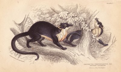 Marta de garganta amarela, Martes flavigula (Galidictis chrysogastes). Gravura em metal aço colorida à mão por Lizars, após uma ilustração de Charles Hamilton Smith a partir de um esboço de R. G. Watkin da Naturalist