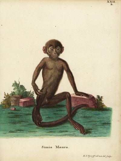 Jovem langur-de-faixa, Presbytis femoralis. Simia maura. Gravura em chapa de cobre colorida à mão, desenhada e gravada segundo a natureza por Hermann Jakob Tyroff, de Animal Illustrations after Nature, ou Schreber