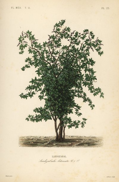 Zabala ou árvore frutífera coguil, Lardizabala biternata, Lardizabal de Unbekannt