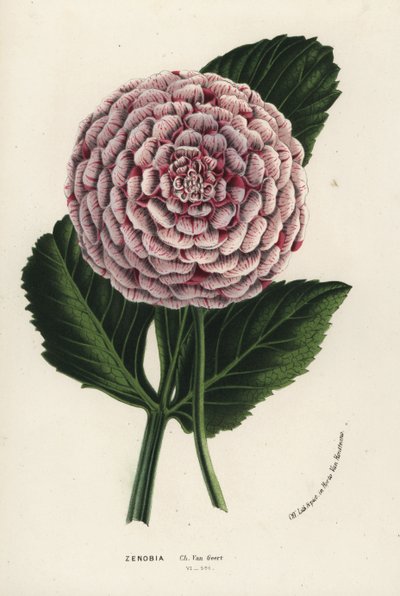 Híbrido de dália Zenobia, Dahlia coccinea. Litografia colorida à mão da obra de Louis van Houtte e Charles Lemaire, Flowers of the Gardens and Hothouses of Europe, Flore des Serres et des Jardins de l