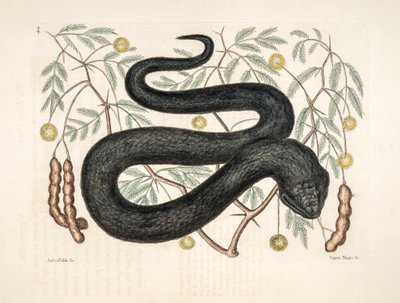 Ilustração Zoo/Vipera nigra/Black Viper de Unbekannter Künstler