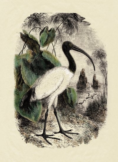 Zoologia: Íbis-sacra (Threskiornis aethiopicus), gravura do século XIX de Unbekannter Künstler