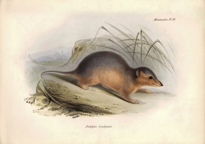 Zoologia: O "Didelphis brachiura", da família dos gambás, descrito por Charles Darwin durante a sua viagem de exploração a bordo do Beagle. Placa de "A Zoologia da viagem do H.M.S. Beagle sob o comando do Capitão Fitzroy durante os anos de 1832 a 1836 de Unbekannter Künstler