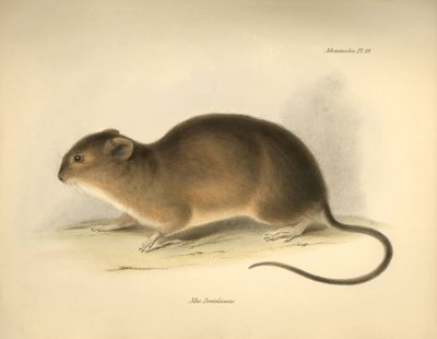 Zoologia: O "Mus braziliensis" ou rato do Brasil descrito por Charles Darwin durante a sua viagem de exploração a bordo do Beagle. Placa de "A Zoologia da viagem do H.M.S. Beagle sob o comando do Capitão Fitzroy durante os anos de 1832 a 1836 edi de Unbekannter Künstler